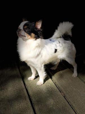 Étalon Chihuahua - Scarlett De L'Opale De Feu