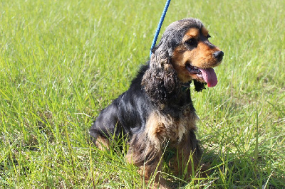 Étalon Cocker Spaniel Anglais - Pin-up Du Domaine De La Pruneraie