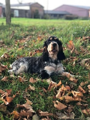 Étalon Cocker Spaniel Anglais - Oups De la Plume Du Pévéle.