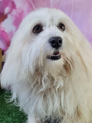 Étalon Coton de Tulear - Shanell du mont de la chenaie