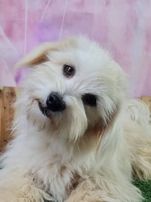 Étalon Coton de Tulear - Snapchat du mont de la chenaie