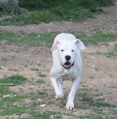 Étalon Dogo Argentino - Saiika des Loups D'Aphrodite