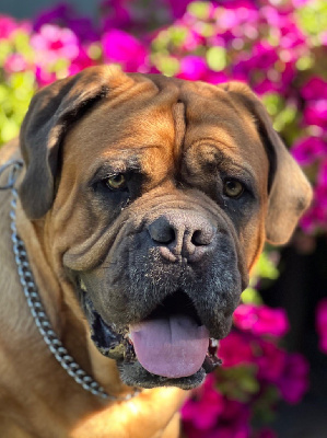 Étalon Dogue de Bordeaux - Rivale Sweet Force