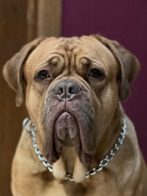 Étalon Dogue de Bordeaux - Serenity nala Sweet Force