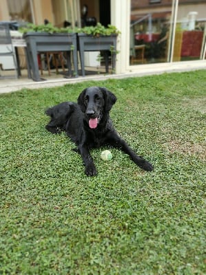 Étalon Flat Coated Retriever - Pendora black of fundy bay's naiad