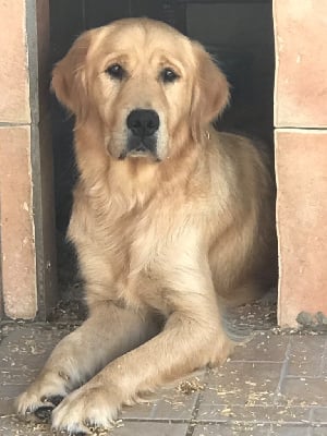 Étalon Golden Retriever - Roussette of caniland's dream