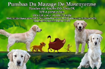 Étalon Golden Retriever - Pumbaa Du mazage de mascayenne