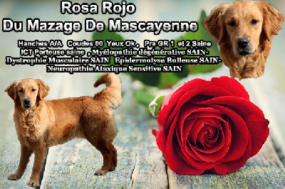 image de Rosa rojo