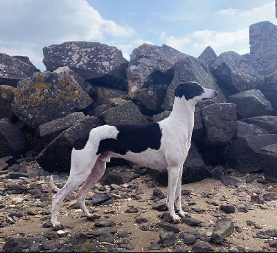 Étalon Greyhound - Persée des Terres de Lierre