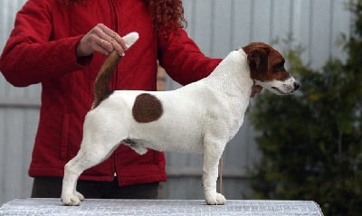 Étalon Jack Russell Terrier - CH. port fortis Yup-yup