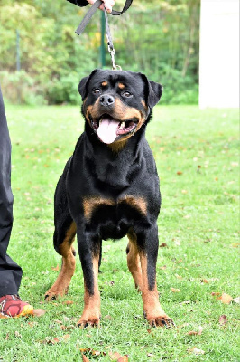 Étalon Rottweiler - Raja Cerro de la Gloria