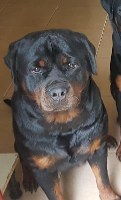 Étalon Rottweiler - R'mafia Breeder Of Big Dog