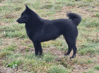 Étalon Schipperke - J.ch résiste à  la force de l'empire du Phoenix