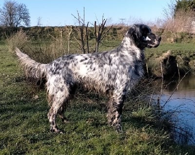 Étalon Setter Anglais - Phabia De la tour madeloc