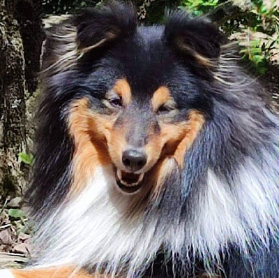 Étalon Shetland Sheepdog - Professor cooper Of Pretty Countess