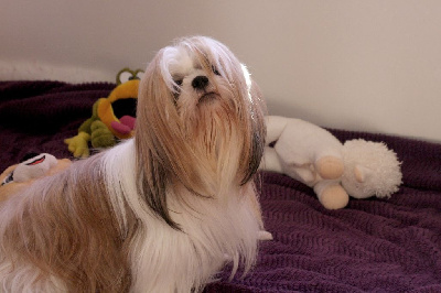 Étalon Shih Tzu - Rasta des hirondelles du voyage