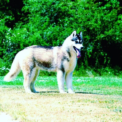 Étalon Siberian Husky - So classy girl de daybreak northern