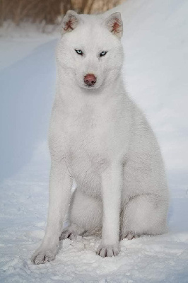 Étalon Siberian Husky - eskifavorite Polar night jakelin jak dit shangai