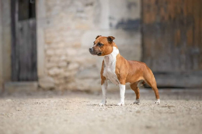 Étalon Staffordshire Bull Terrier - Naia de l'entre des ghost riders