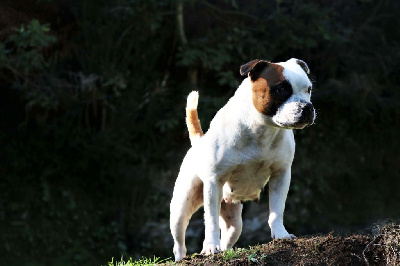 Étalon Staffordshire Bull Terrier - Pharah white Of Suprême Staffy's