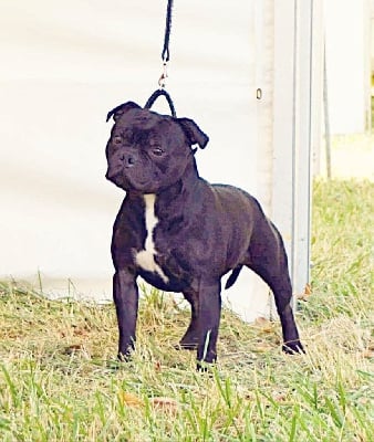 Étalon Staffordshire Bull Terrier - People jealous me d'ultime passion