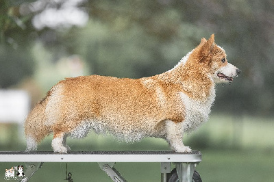 Étalon Welsh Corgi Pembroke - Arwen undomiel double creek