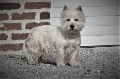 Étalon West Highland White Terrier - Ruby Du domaine d'alexan