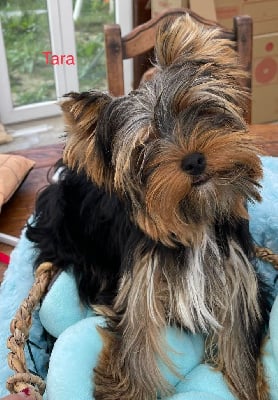 Étalon Yorkshire Terrier - Tara Issu Des Plus Beaux Joyaux