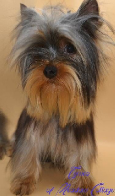Étalon Yorkshire Terrier - Tymeo of Meadow Cottage
