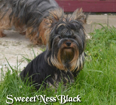 Étalon Yorkshire Terrier - Sweeet'ness'black (Sans Affixe)