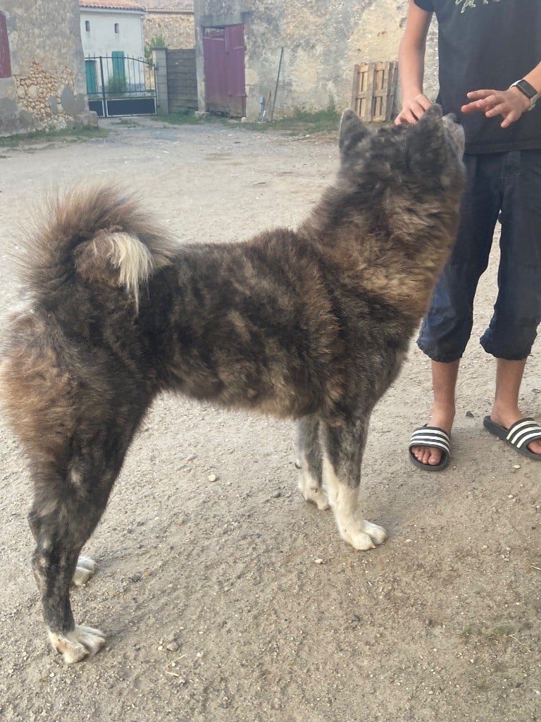 Publication : Du Domaine Des Loups Légendaires 