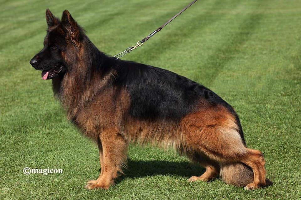 Publication : Vom Haus Willkan Auteur : Magicom