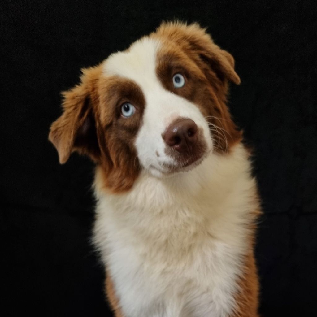 Publication : du Chemin d'Ava 