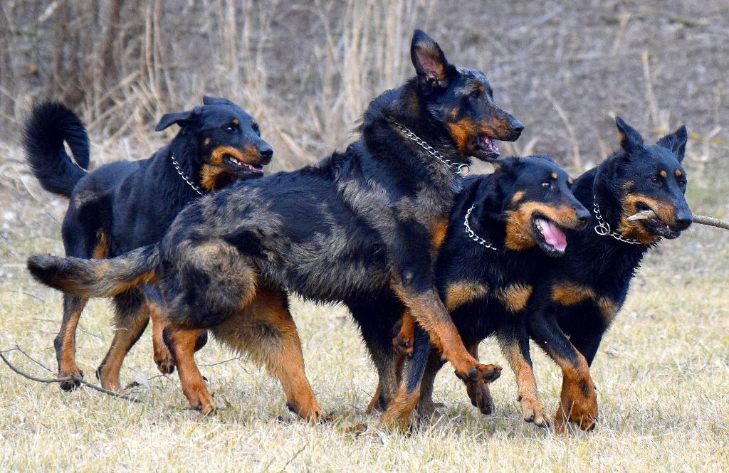 Publication : du Dragon Noir Auteur : Elevage du Dragon Noir