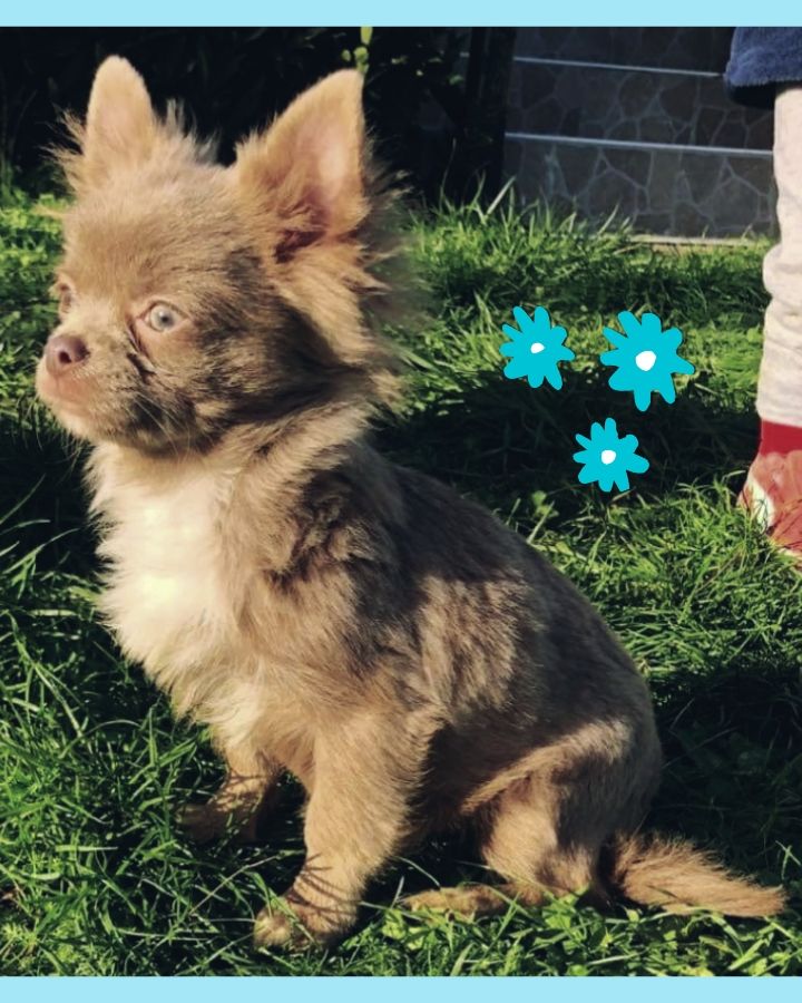 Publication : Les Saphirs De Larjekda