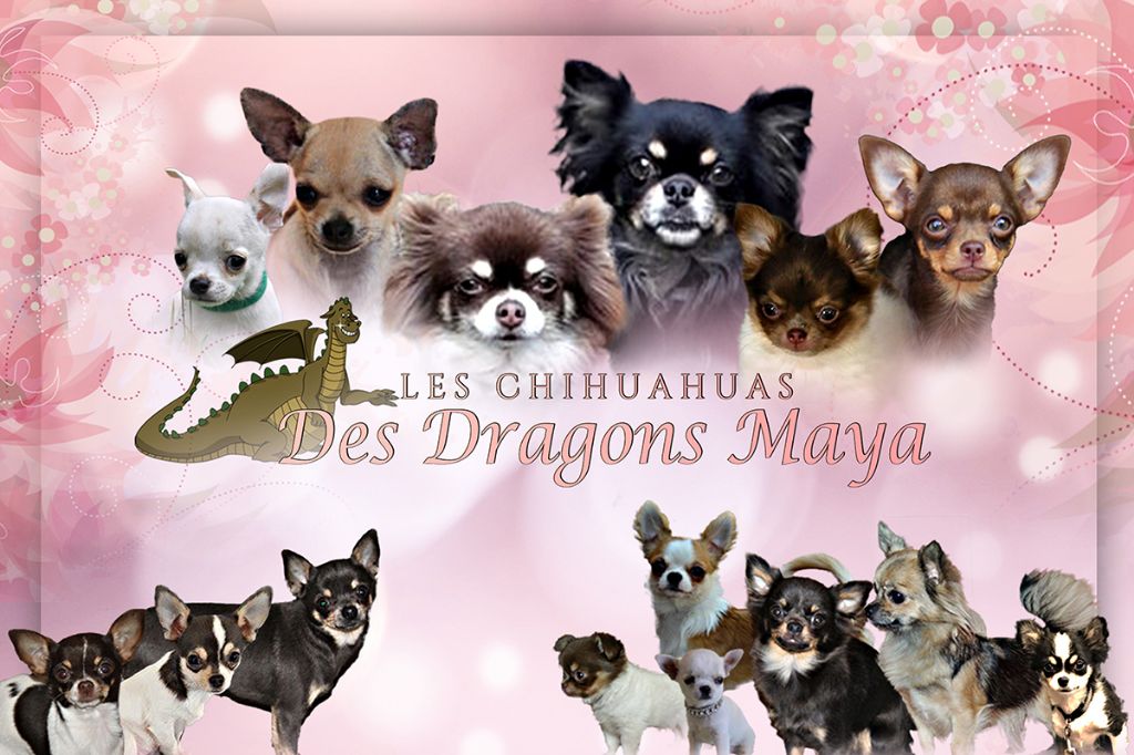 Publication : Des Dragons Maya