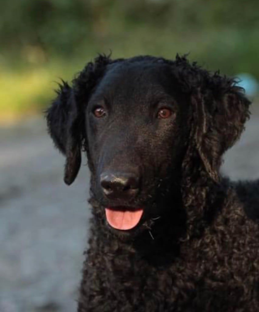 Publication : Des Gardiens De Ferreiros