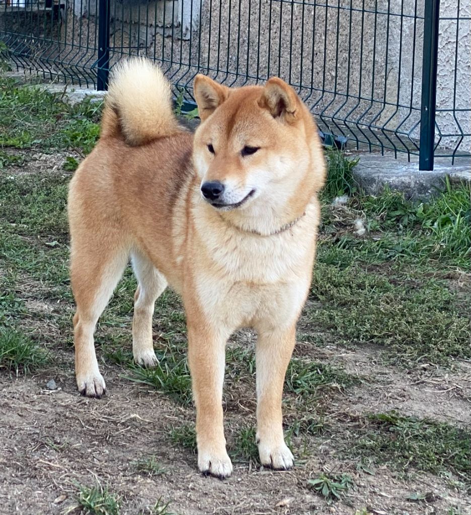 Publication : Du Domaine D'Alvheim