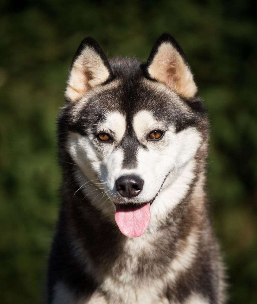 Natty lil chatty dit chatty (Sans Affixe)