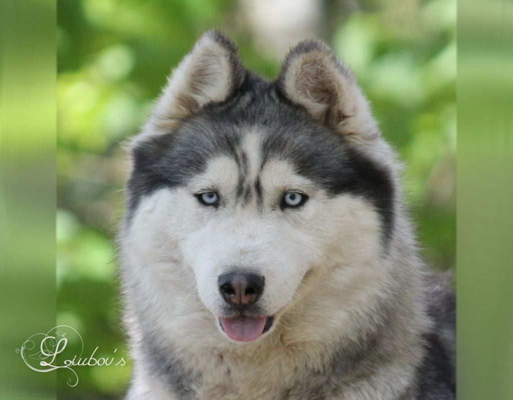 Publication : Liubov's Auteur : LIUBOV SIBERIAN HUSKY