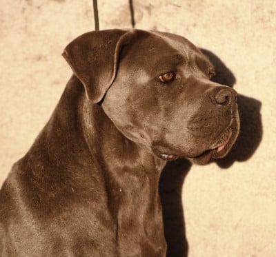 image de Sansa stark