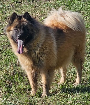 Étalon Eurasier - Rumbaya lynium De Jereylle