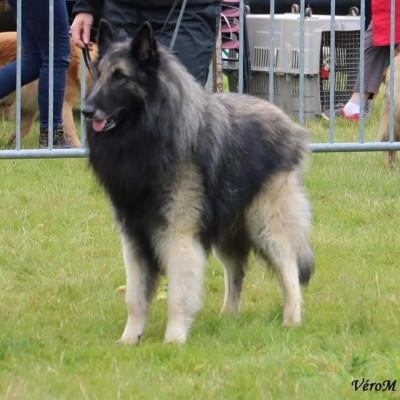 Étalon Berger Belge - CH. Esp,int,wwds.Été indien de l'Orée du val d'enfer