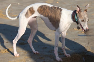 Étalon Whippet - Termaji De Enez Leñvenn