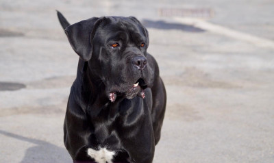 Étalon Cane Corso - Solveig Des Quatre Pattes De La Sensée