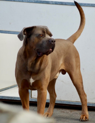 Étalon Cane Corso - Paolo Du Règne De Malaudrea
