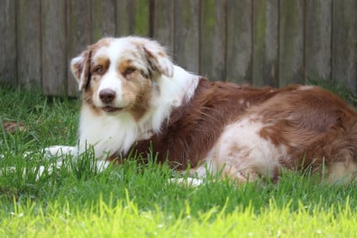 Étalon Berger Australien - Toon miss prissy (dit toscane) du temple de Palés