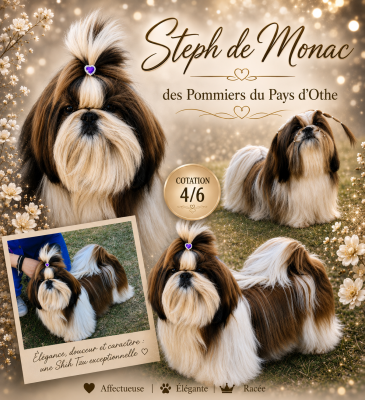 Étalon Shih Tzu - Steph de monac des Pommiers du Pays d'Othe