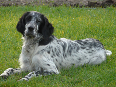 Étalon Setter Anglais - Sally (Sans Affixe)