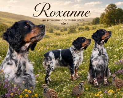 Étalon Epagneul Breton - CH. Roxanne au Royaume Des Minis Stars